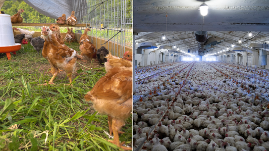 Pasture Raised vs. Conventionally Raised Chicken