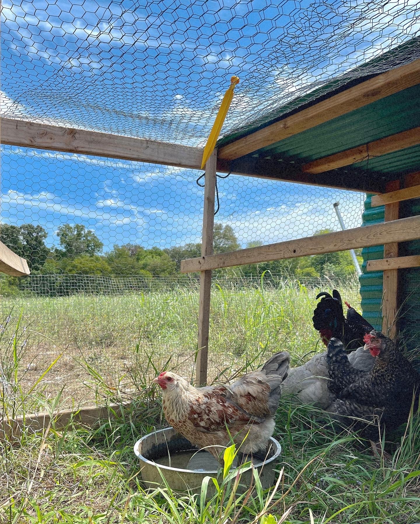 egg laying hens on pasture foraging with access to sunlight and bugs